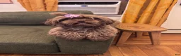Shihpoo dogs for sale: Nakia - Ad 8