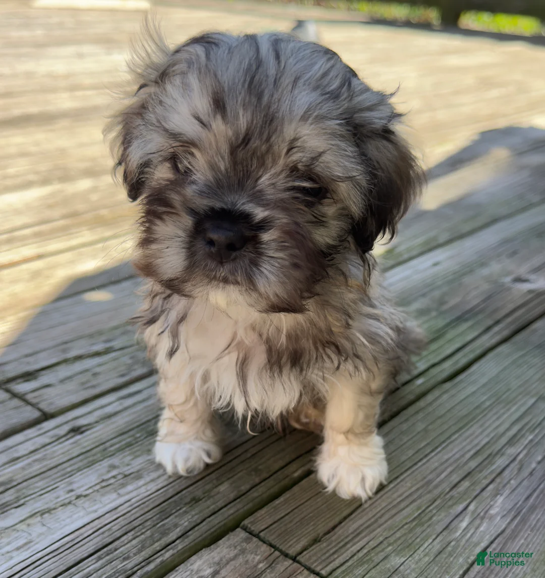 Mixed Breed dogs for sale: Gizmo - Ad 1
