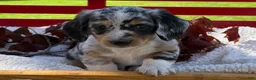 Miniature Dachshund dogs for sale: Beau - Ad 3
