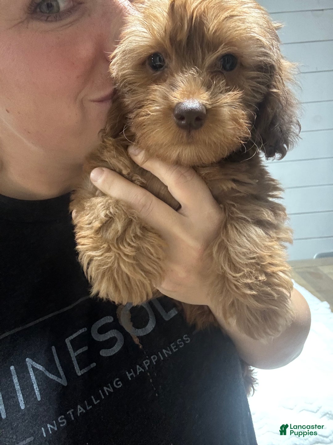 Miniature Dachshund dogs for sale: Mazzy - Ad 4