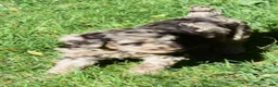 Standard Poodle dogs for sale: Standard Poodle 5 Chocolate Merle - Ad 8