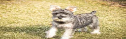 Miniature Schnauzer dogs for sale: Maggie - Ad 6