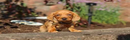 Miniature Dachshund dogs for sale: Bentley - Ad 11