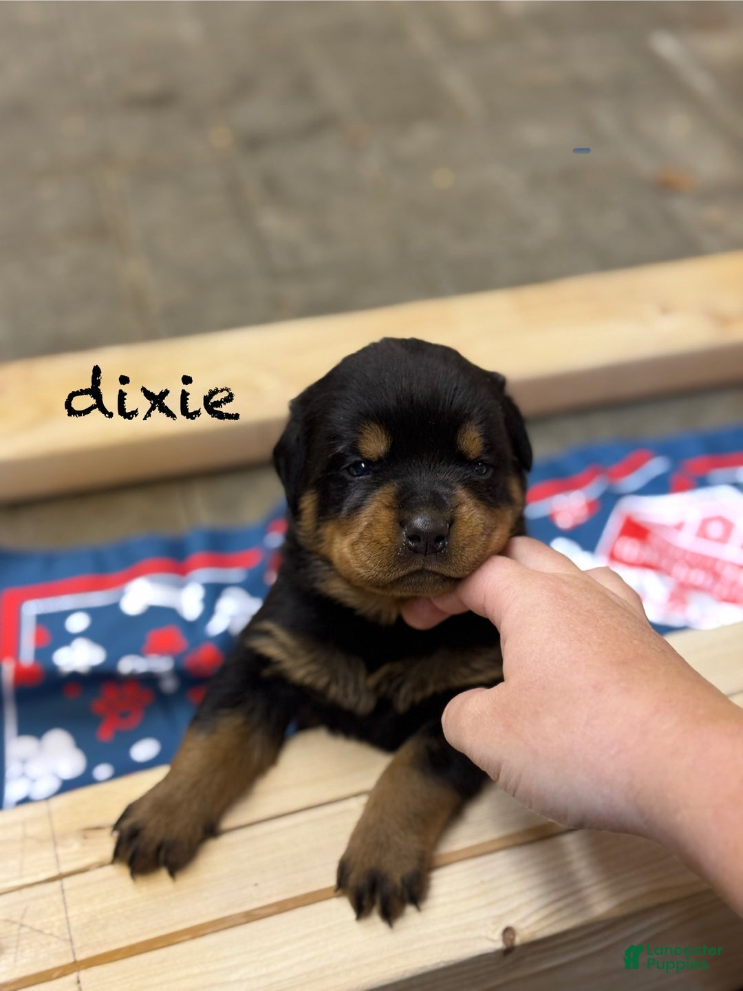 Rottweiler dogs for sale: Dixie (docked tail) - Ad 2