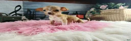 Chihuahua dogs for sale: Vanillas fawn white girl. Hand Delivery  - Ad 9