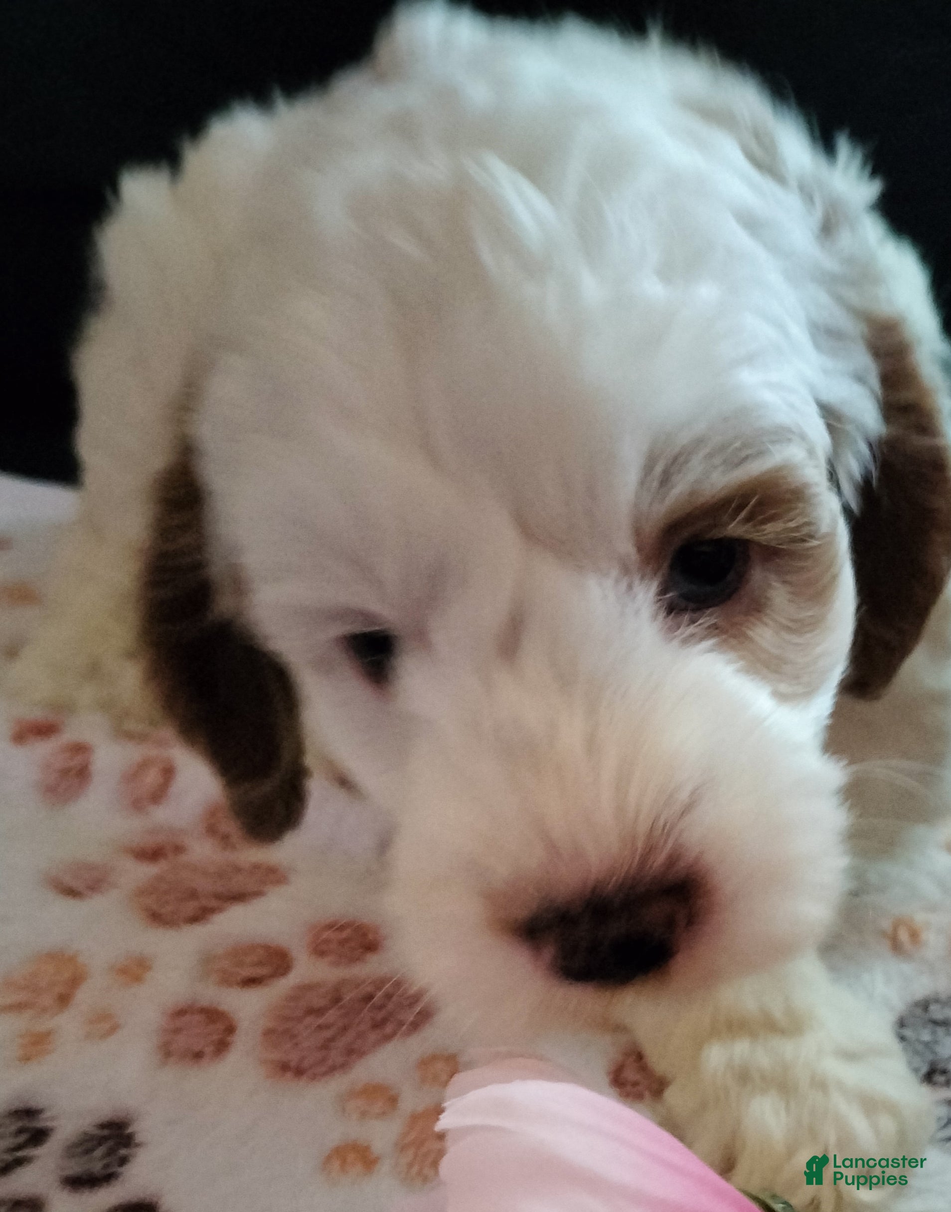 Cockapoo dogs Jack Sparrow - Ad 1