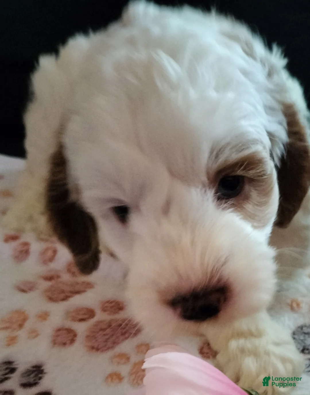 Cockapoo dogs for sale: Jack Sparrow - Ad 1