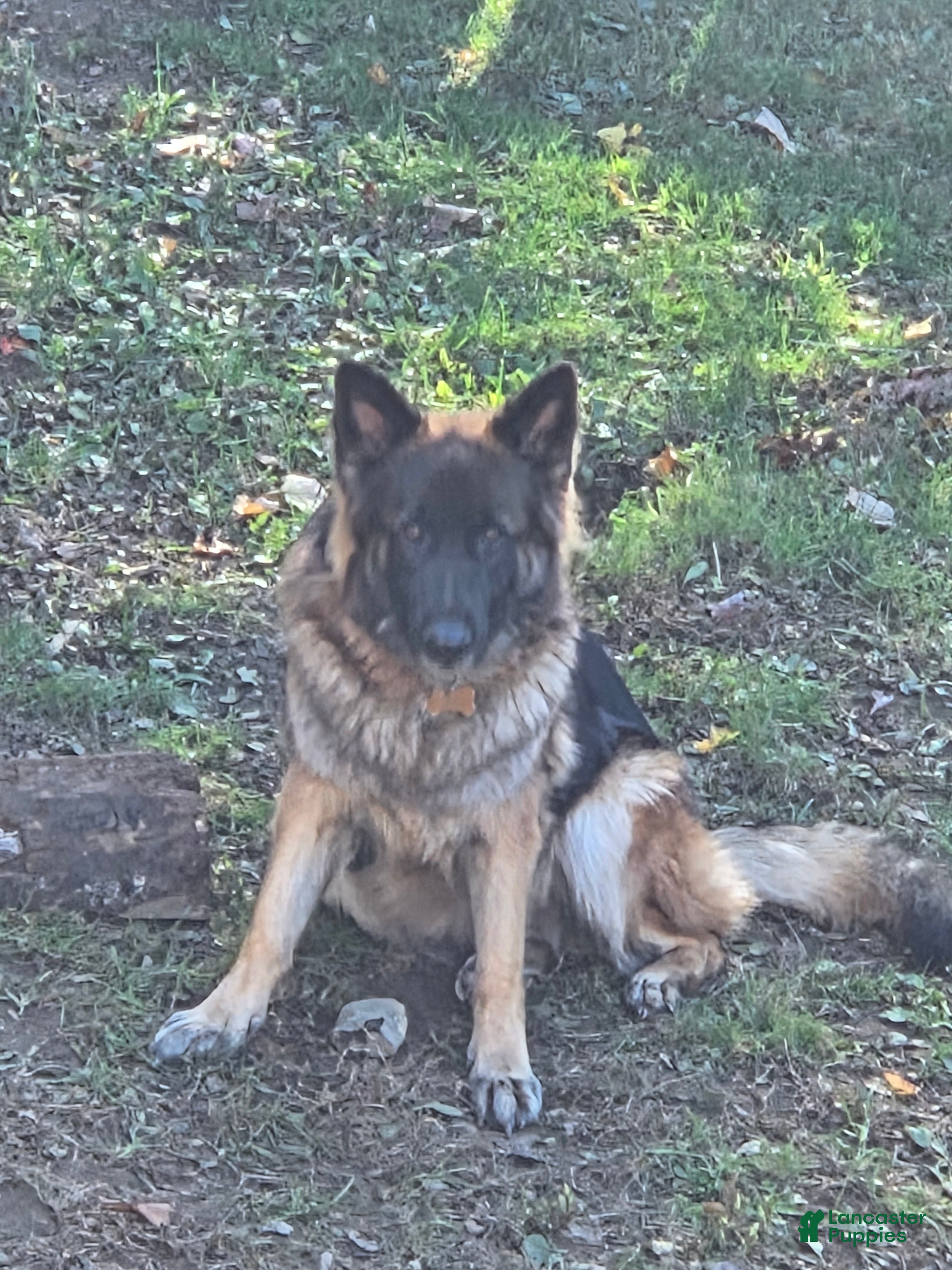 German Shepherd dogs Laika  - Ad 2