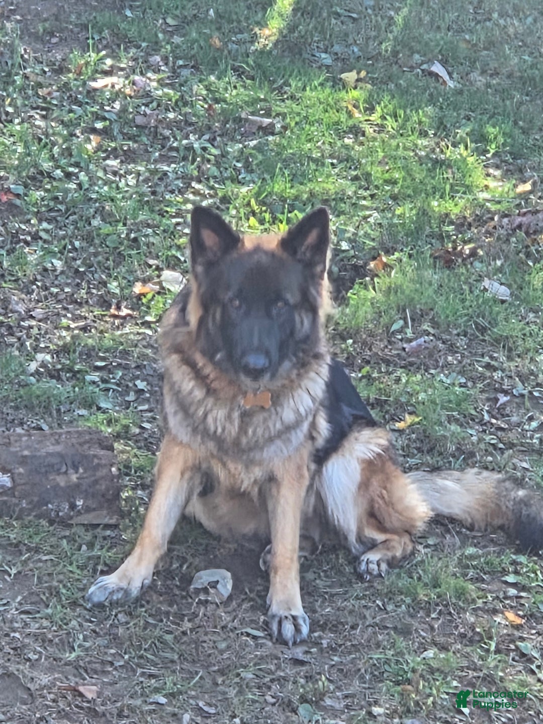 German Shepherd dogs for sale: German Shepherd Puppy 2 - Ad 2