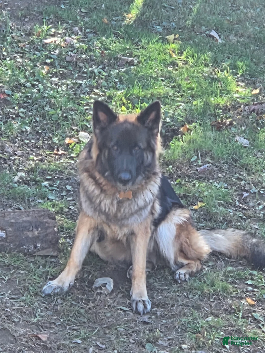 German Shepherd dogs for sale: Laika  - Ad 2