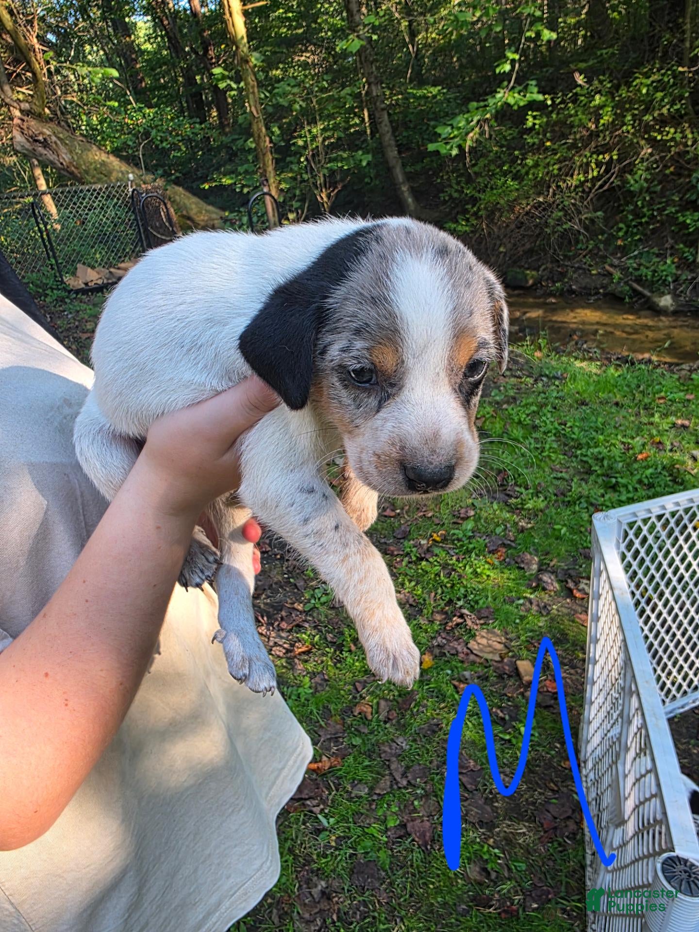 Mixed Breed dogs Mixed Breed 10 - Ad 7