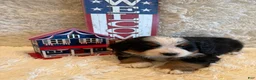 Bernese Mountain Dog dogs for sale: Garrett - Ad 7