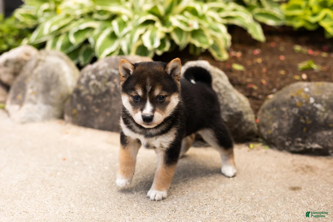 Shiba Inu dogs for sale: Max  - Ad 1