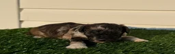 Toy Poodle dogs for sale: AKC Wilder - Ad 7