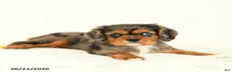 Cavalier King Charles Spaniel dogs for sale: Michelle - Ad 3