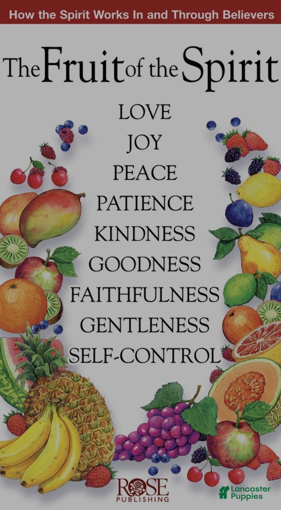 English Bulldog dogs for sale: Petunia - Ad 10