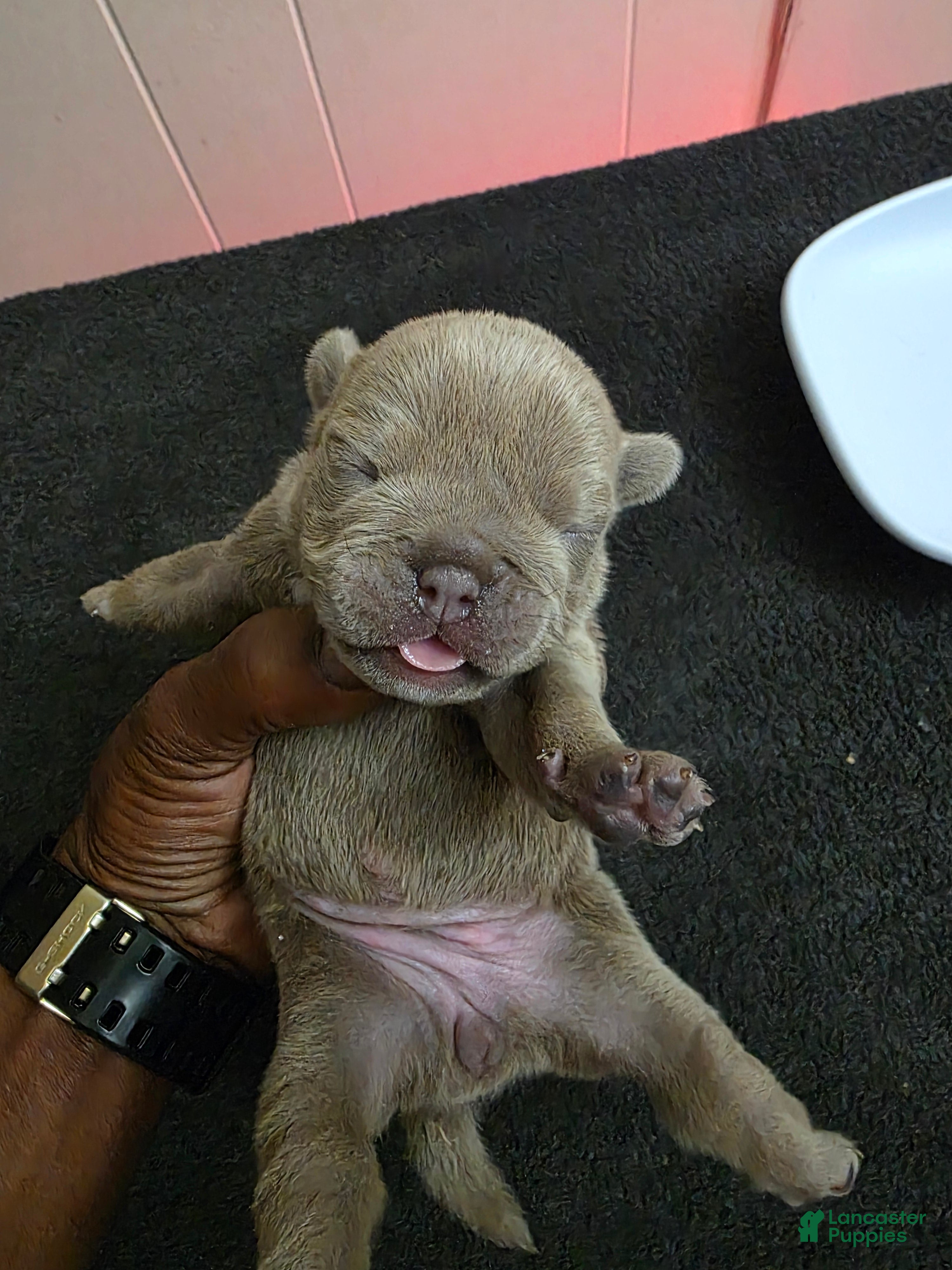 American Bully dogs for sale: American Bully 5 - Ad 2
