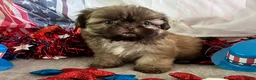 Shih Tzu dogs for sale: Kona - Ad 9