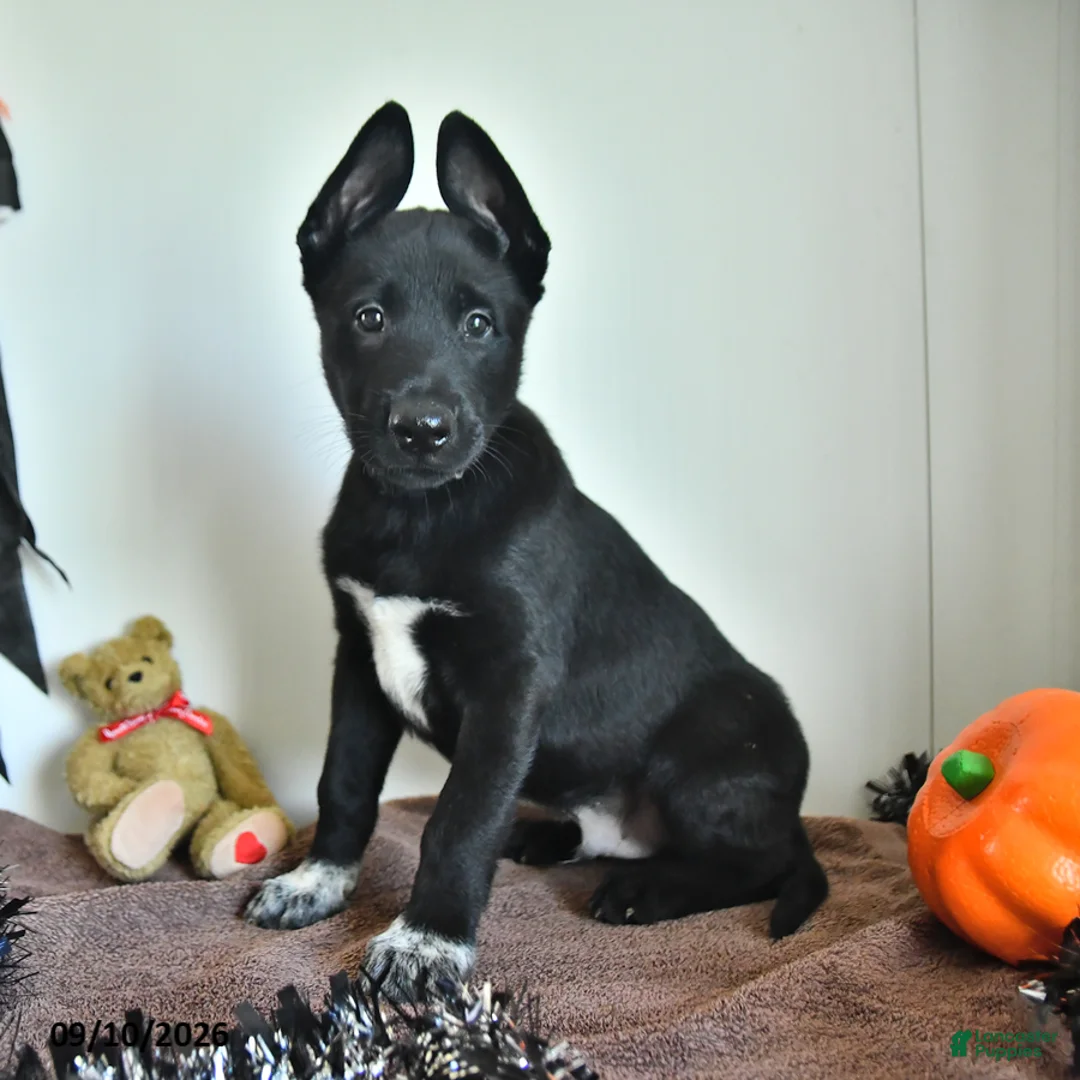 Belgian Malinois dogs for sale: Draco - Ad 1