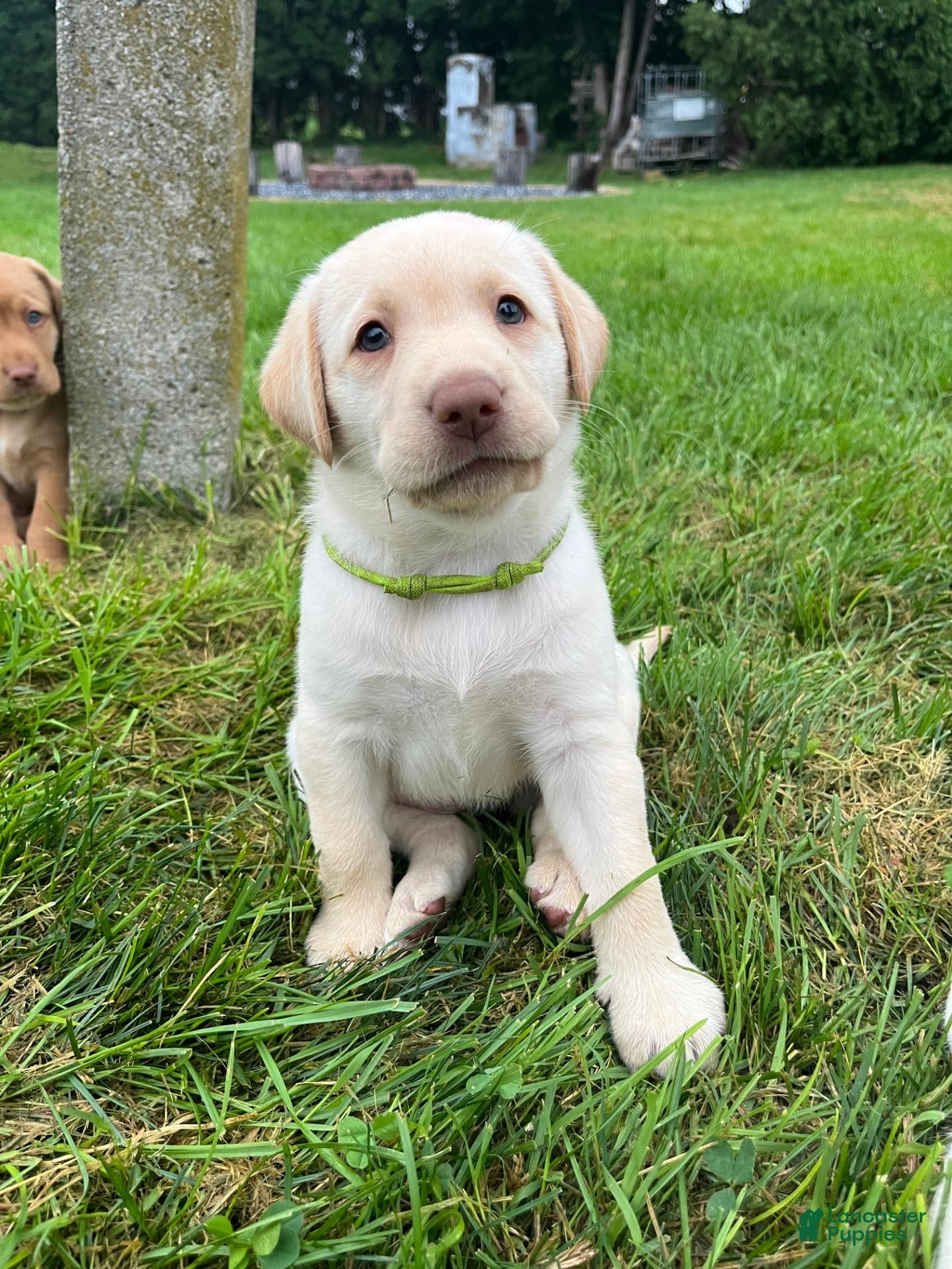 Labrador Retriever dogs for sale: Bailey - Ad 1