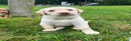 Labrador Retriever dogs for sale: Bailey - Ad 1