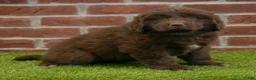 Newfoundland dogs for sale: Katie - Ad 4