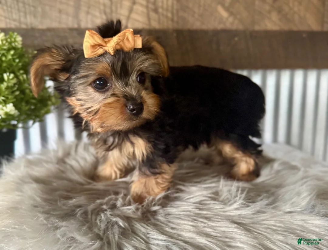 Yorkshire Terrier dogs for sale: Indy - Ad 1
