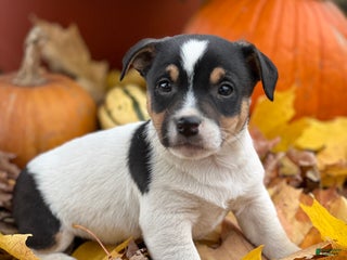 Jack Russell Terrier dogs - Ad 8