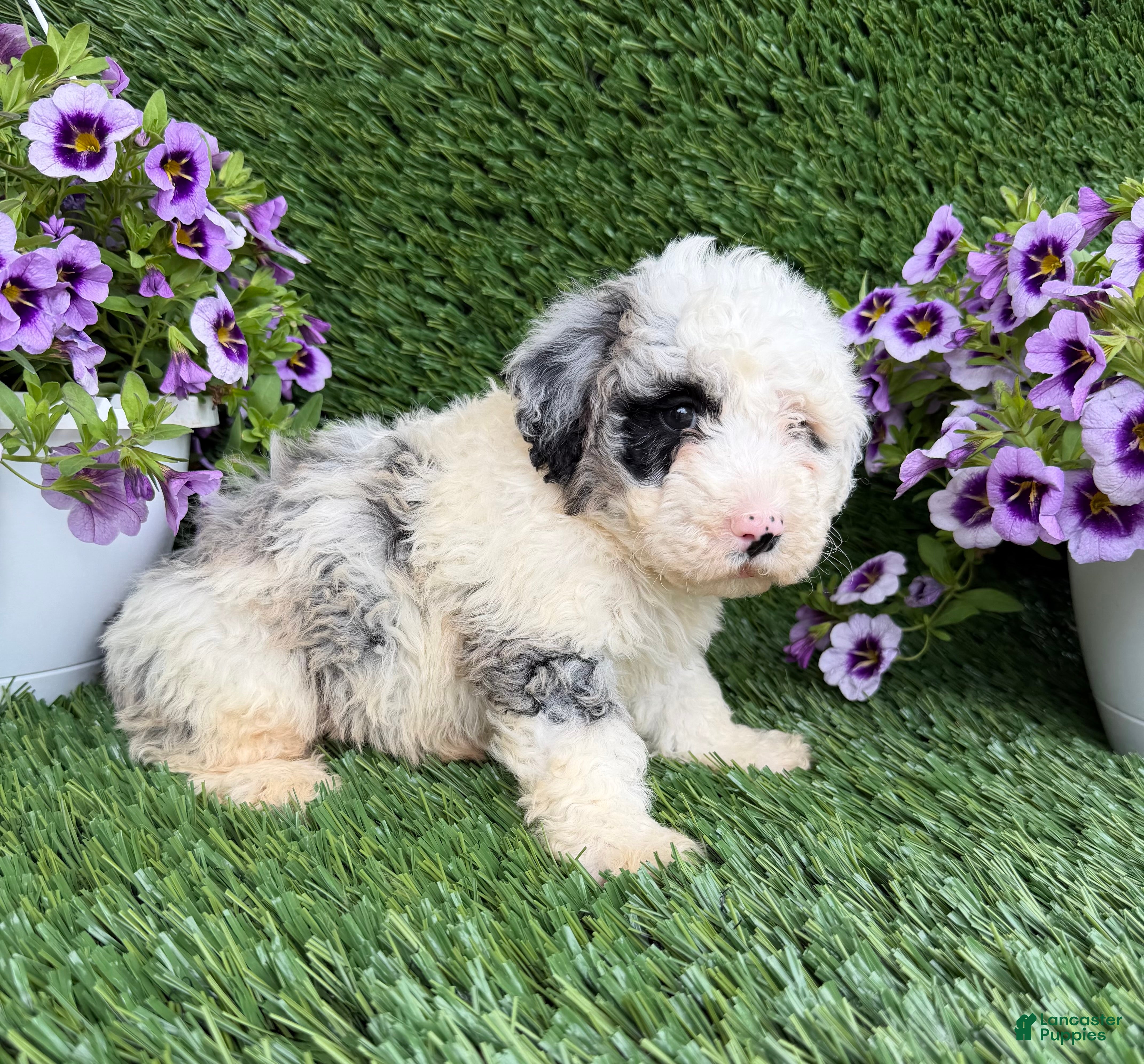 Mixed Breed dogs Bubba - Ad 2