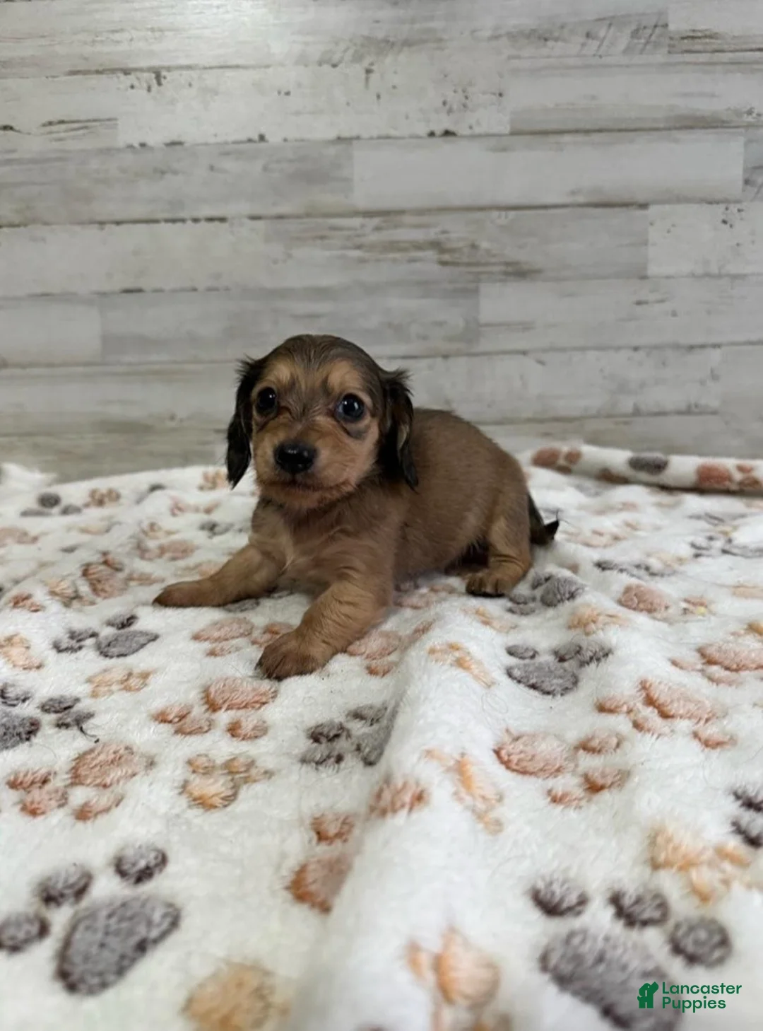 Dachshund dogs for sale: Autumn - Ad 2