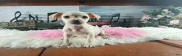 Chihuahua dogs for sale: White girl chi 2. Hand delivery  - Ad 6