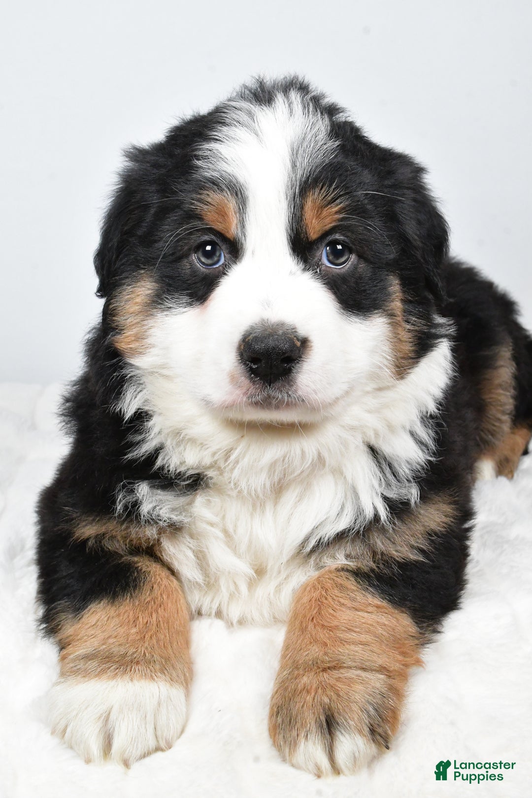 Australian Shepherd dogs for sale: Tommy - Ad 2