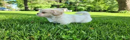 Teddy Bear dogs for sale: Blaze - Ad 4