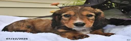 Miniature Dachshund dogs for sale: Snickers - Ad 2