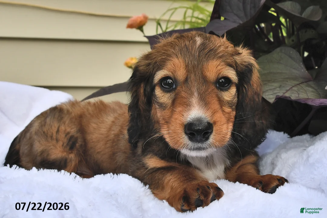 Miniature Dachshund dogs for sale: Snickers - Ad 2