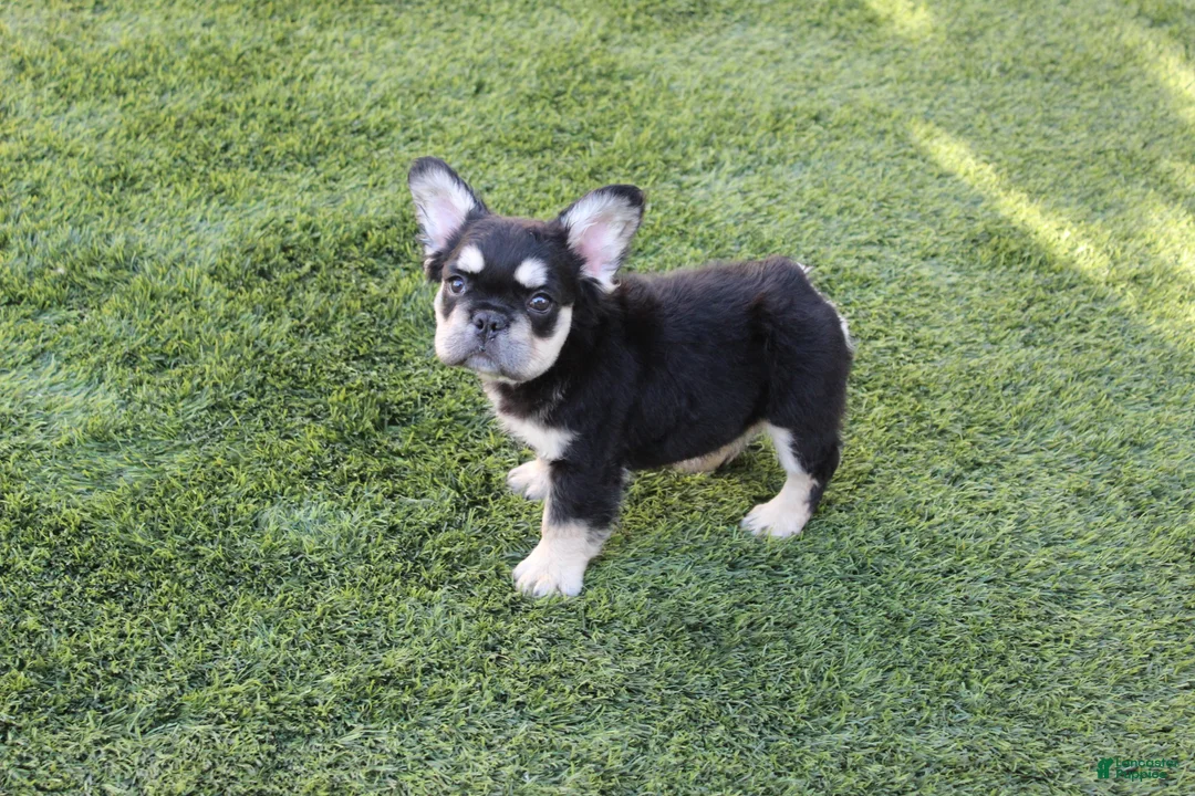 French Bulldog dogs for sale: French Bulldog Puppy 1 - Ad 1