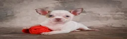 Chihuahua dogs for sale: Emmy - Ad 3