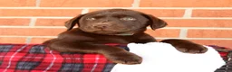 Labrador Retriever dogs for sale: Rusty - Ad 4