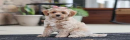 Maltipoo dogs for sale: Kelly - Ad 6