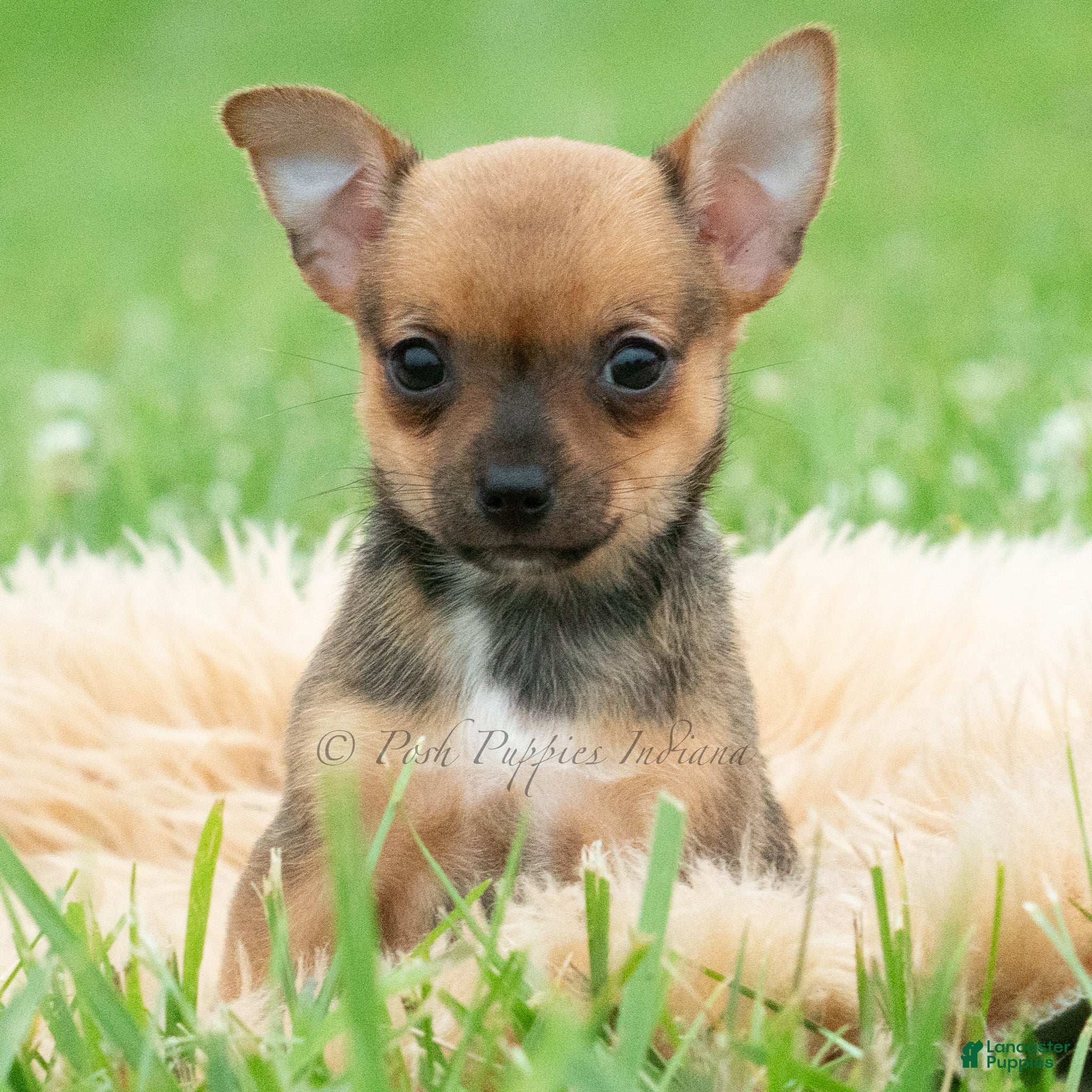 Chihuahua dogs Oscar - Ad 4