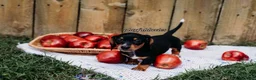 Miniature Dachshund dogs for sale: DNA Clear Black & Tan Piebald Smooth Coat Dachshund Puppy - Ad 6