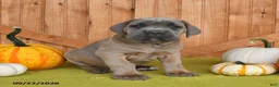Cane Corso dogs for sale: Chief - Ad 2