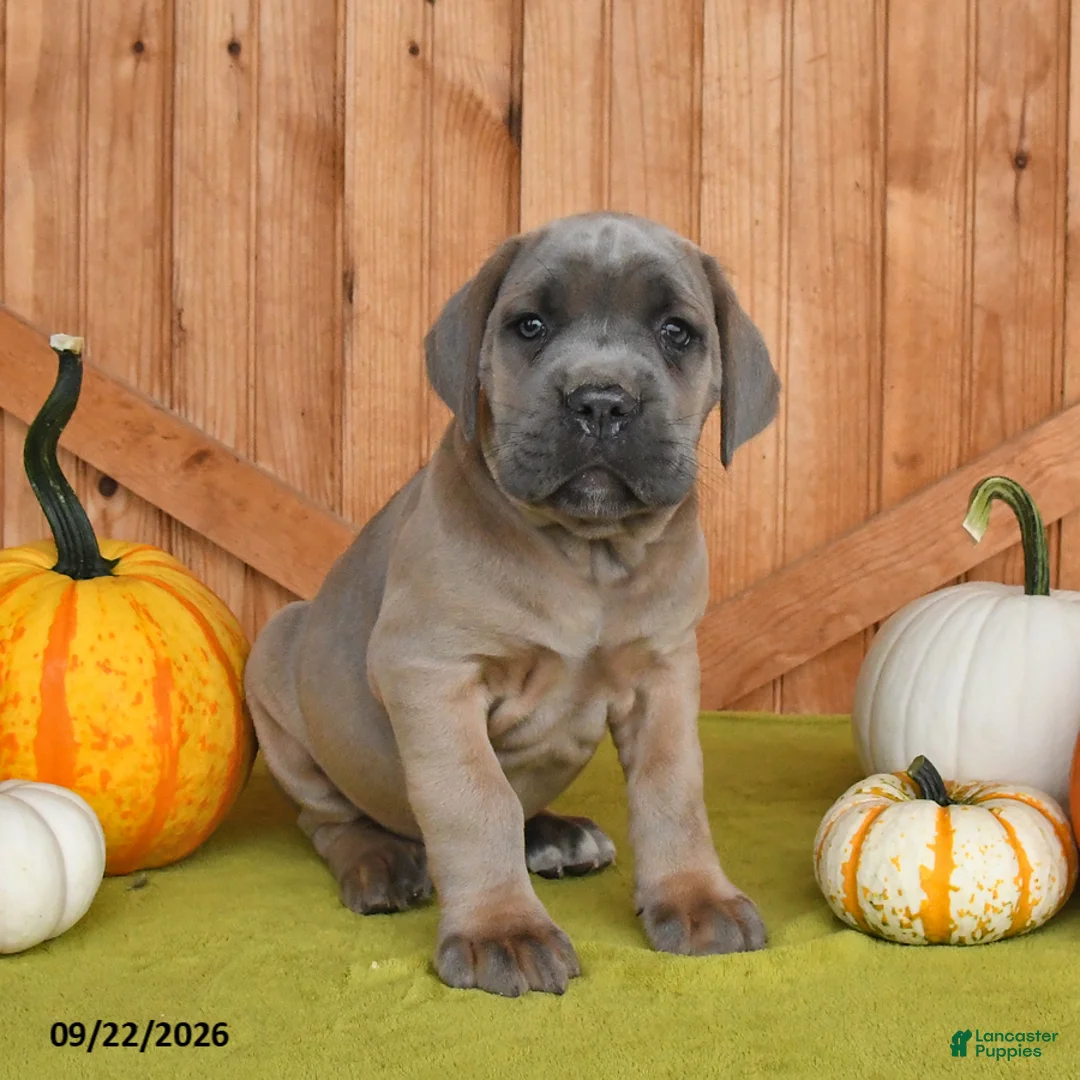 Cane Corso dogs for sale: Chief - Ad 2