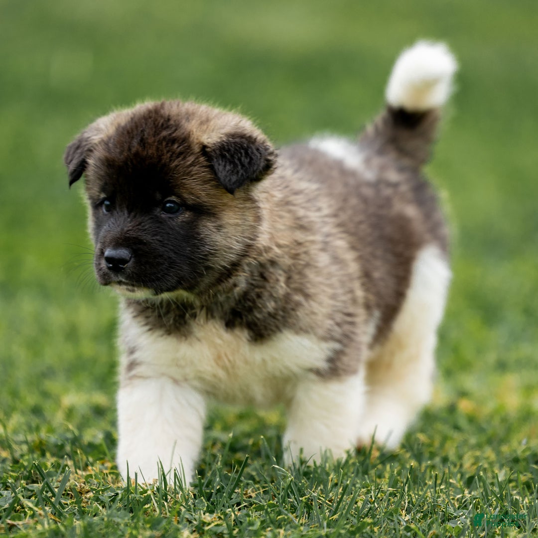 Akita dogs for sale: Pumpkin - Ad 7