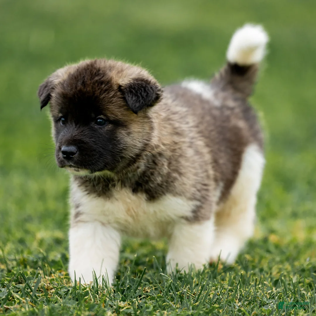 Akita dogs for sale: Pumpkin - Ad 7