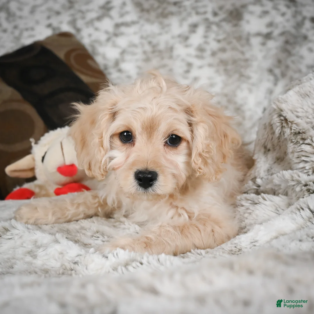Cavapoo dogs for sale: Sammy - Ad 2