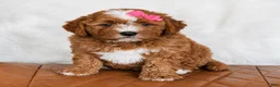 Mini Bernedoodle dogs for sale: Stella - Ad 2