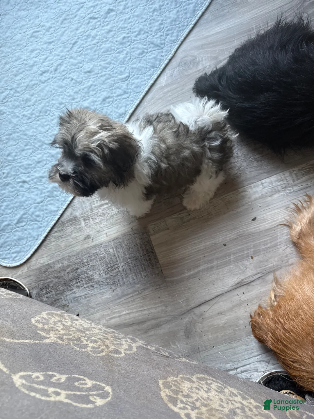 Havanese dogs for sale: Havanese Puppy 4 - Ad 5