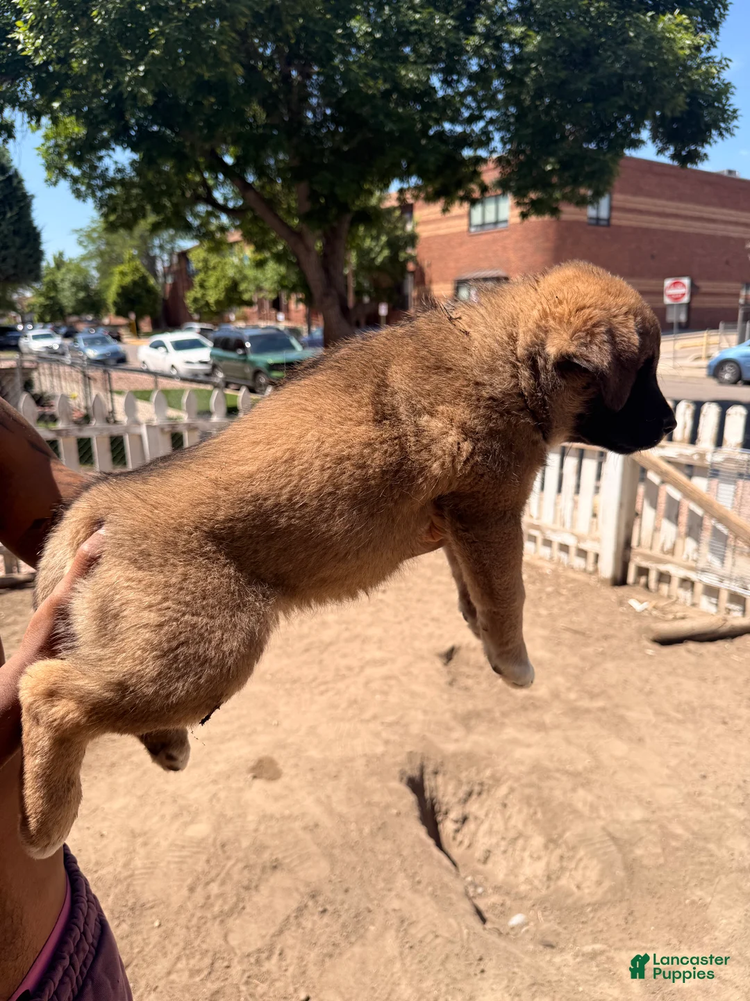 Mixed Breed dogs for sale: Caroline - Ad 2