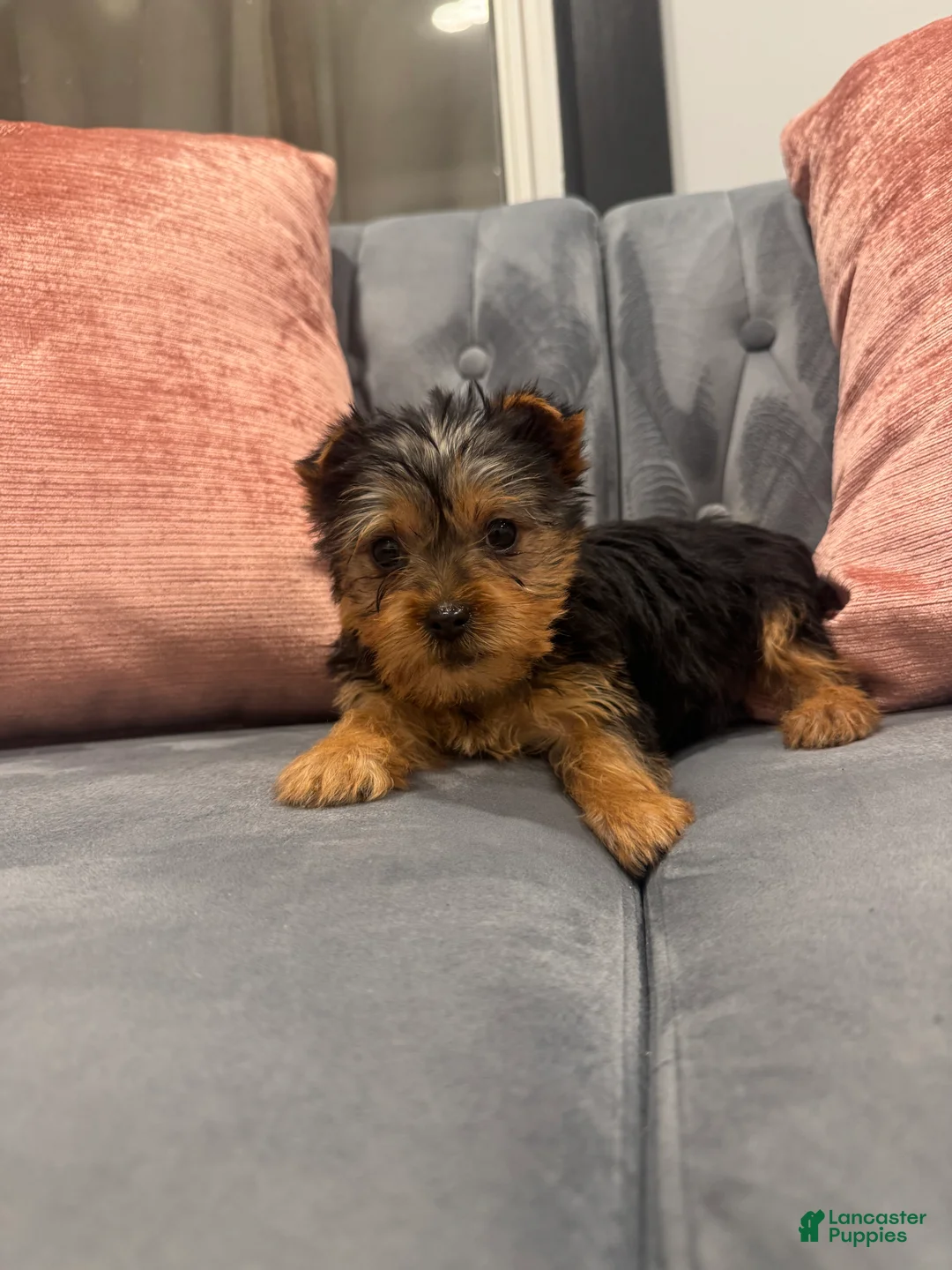 Yorkshire Terrier dogs for sale: Jose - Ad 2